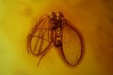 Fossil Moth Fly (Psychodidae) In Baltic Amber #145414-2